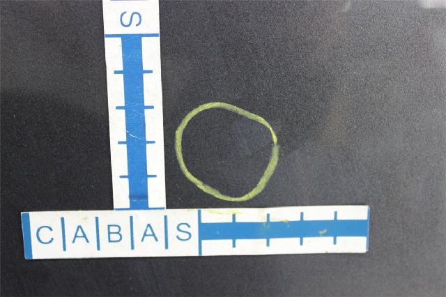 Panser – bilde 5